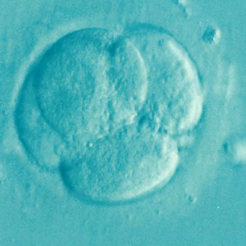 Cells_embryo